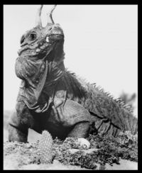 Afbeelding 2: &quot;Dinosaurus&quot; (varaan met prothetische hoorns) uit de film &quot;The Lost World&quot; (1960)